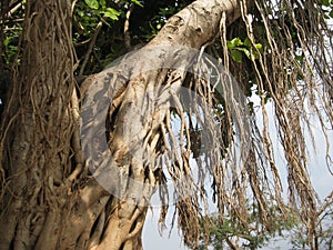 Cropped and closeup view of banyan tree`s aerial roots under daylight. photo