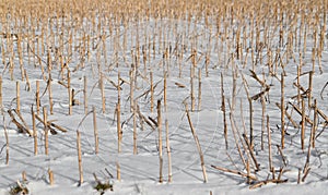 Cropped corn stubbles