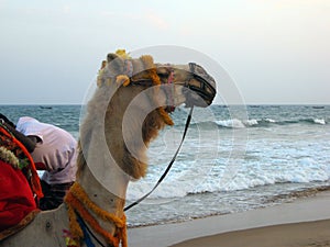 Cropped decorated camel head, neck side view and  sea background  on a tourist location.