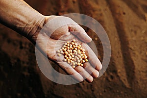 cropped of a Farmer& x27;s male hand showing peas seeds on the Soil background.