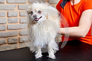 cropped female groomer doing grooming, haircut, combing wool of beautiful happy Pomeranian Spitz dog