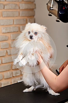 cropped female groomer master treats the dog carefully