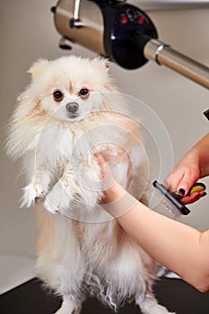 cropped female groomer master treats the dog carefully