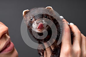 cropped female hugging holding pet ferret in hand. Woman and pet concept.