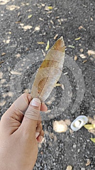 cropped hand holding dry leaf