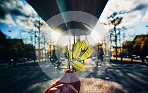 cropped hand holding leaf against street