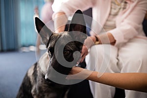 Cropped hands of female doctor and senior woman stroking dog