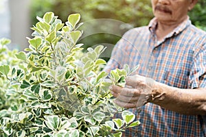 Cropped image of Asian old elderly man is pruning or take care of trees for a hobby after retirement in a home