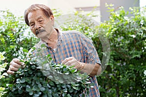 Cropped image of Asian retired man pruning a tree at home with satisfaction