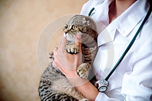 Cropped image of beautiful female doctor veterinarian is holding cute white cat on hands at vet clinic and smiling.