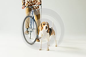 cropped image of bicycler holding leash with beagle on white