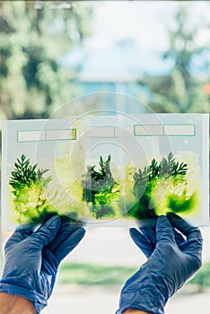 cropped image of biologist in latex gloves examining grass in packages in modern