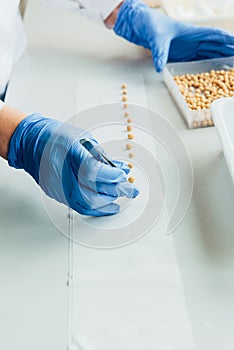 cropped image of biologist putting seeds in row by tweezers at table in modern