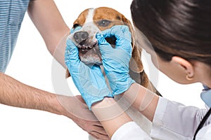 cropped image of female veterinarian examining beagle jaws