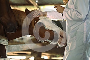 Cropped image of female veterinarian stroking horse in stable. Animal care