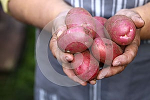 Cropped image of hands of woman farmer holding potatoes on sunny day. Early spring preparations for the garden season.