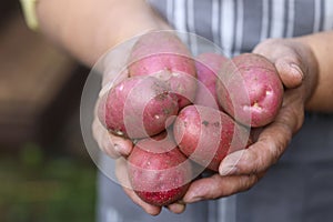 Cropped image of hands of woman farmer holding potatoes on sunny day. Early spring preparations for the garden season.