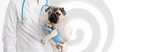 Cropped image of handsome female veterinarian doctor with stethoscope holding cute pug dog puppy in arms in veterinary