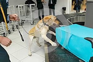 Cropped image of a Labrador dog looking at camera, for detecting drugs at the airport standing near the customs guard