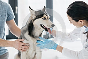 cropped image of man and female veterinarian examining husky