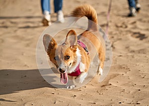 Cropped image of people walking in beach with dog. Foots of woman and man