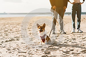 Cropped image of people walking in beach with dog. Foots of woman and man standing on sand