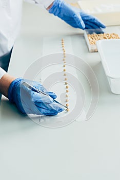 cropped image of scientist putting seeds in row by tweezers at table in agro