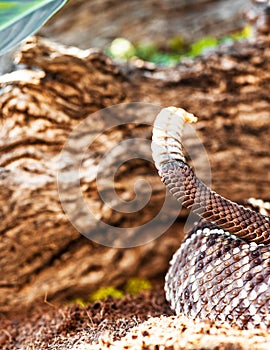 Cropped Image Of South American Rattlesnake