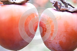 Two Persimmons Hanging photo