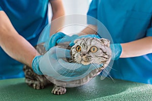 cropped image of two veterinarians holding british shorthair cat