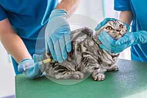 cropped image of two veterinarians making vaccination to british shorthair cat