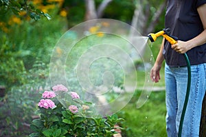 Cropped image of young woman watering flowers and plants in garden with hose in sunny blooming backyard
