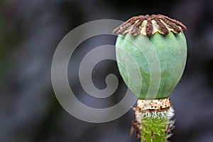 Cropped macro photo of a green poppy seed capsule against a blurred background