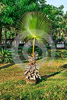 Cropped palm tree with one fan-leaf in Alanya park Turkey