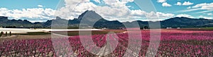 Cropped panoramic image blossoming fruit trees in Cieza, Spain