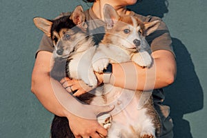 Cropped photo of middle-aged woman standing on blue background, holding two plump puppies of dog welsh pembroke corgi.