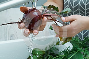 Cropped photo of woman wearing grey apron washing fresh beet with hands under running water in sink full of greenery.