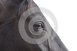 Cropped portrait of black horse, overexposed image. Close up shot - eye of black horse.