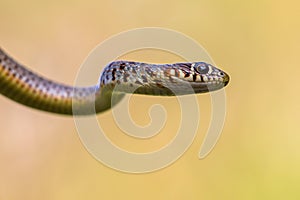 Cropped Portrait of large Whip Snake