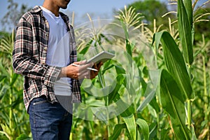 Cropped short of farmer using tablet in corn field, checking corn planting