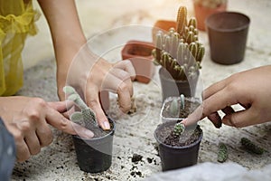 Cropped shot agriculture propagate and reproducing baby cactus o