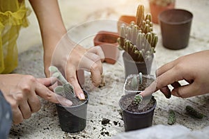 Cropped shot agriculture propagate and reproducing baby cactus o photo