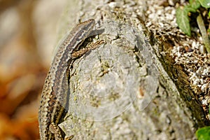 Cropped shot of a beautiful little lizard on a wooden background, vertical view.