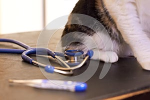 Getting a checkup for your pet is important. Cropped shot of a cat on an exam table with a thermometer and stethoscope.