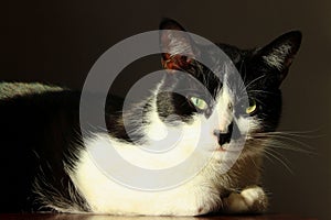 Cropped shot of a cat lying and looking to the camera. Pets, animals day concept.