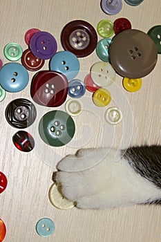 Cropped Shot Of A Cat Playing Colorful Buttons. Cat`s Paw.