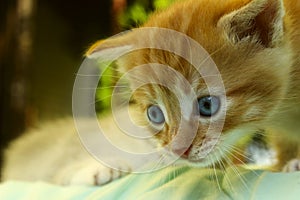 Cropped Shot of Cute Little Kitten With Blue Eyes. Cat.