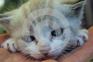 Cropped Shot of Cute Little Kitten With Blue Eyes. Cat.