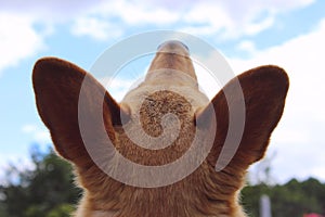 Stray Dog Close Up. Animals Day Concept. photo