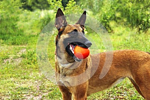 Cropped shot of a dog playing with a red ball. Malinois Dog playing. Close-up portrait of a Malinois dog playing chew toys.